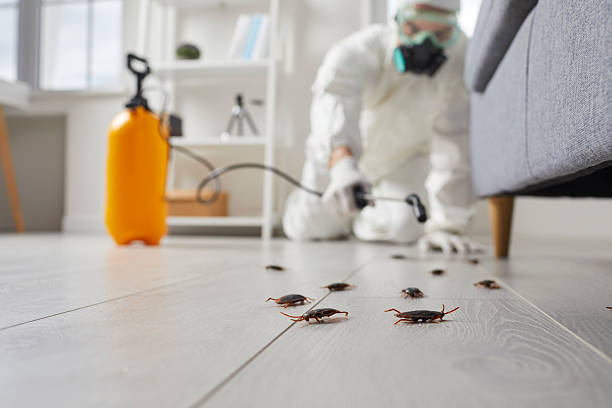 Commercial Rodent Management in East Lake-Orient Park